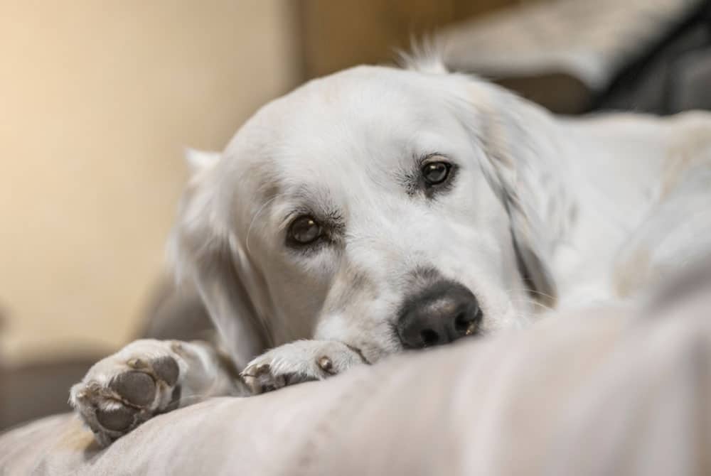 Sad Dog Lying On Sofa