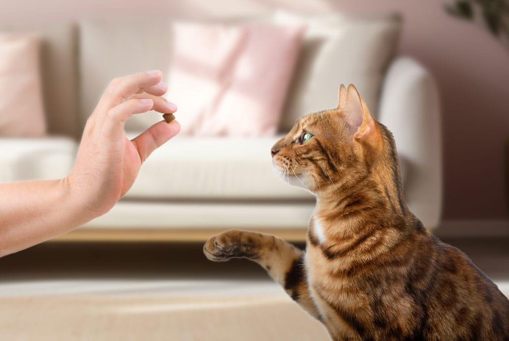 Teaching Cats Commands