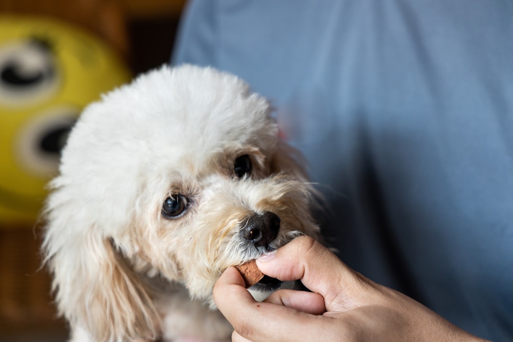 A small white fluffy dog is being fed a treat by a person wearing a blue shirt. The dog's eyes are looking up, and there is a yellow object with black and white eyes in the blurry background.
