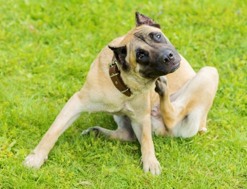 Is Your Pet a Host? A Vet’s Guide to Parasite Prevention!