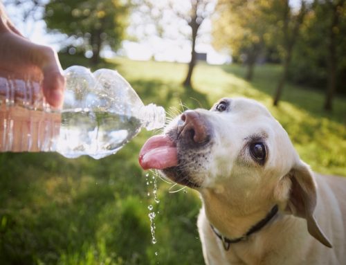 Water and Wellness: The Role of Hydration in Pet Health