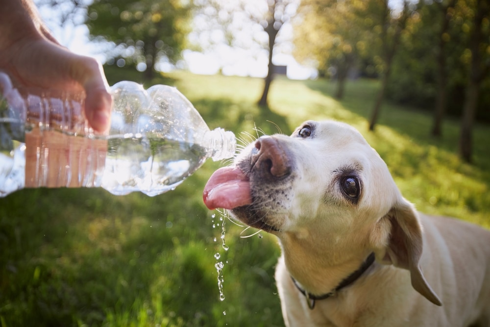 A yellow Labrador retriever drinks water from a plastic bottle held by a person outdoors on a sunny day, with green grass and trees in the background.