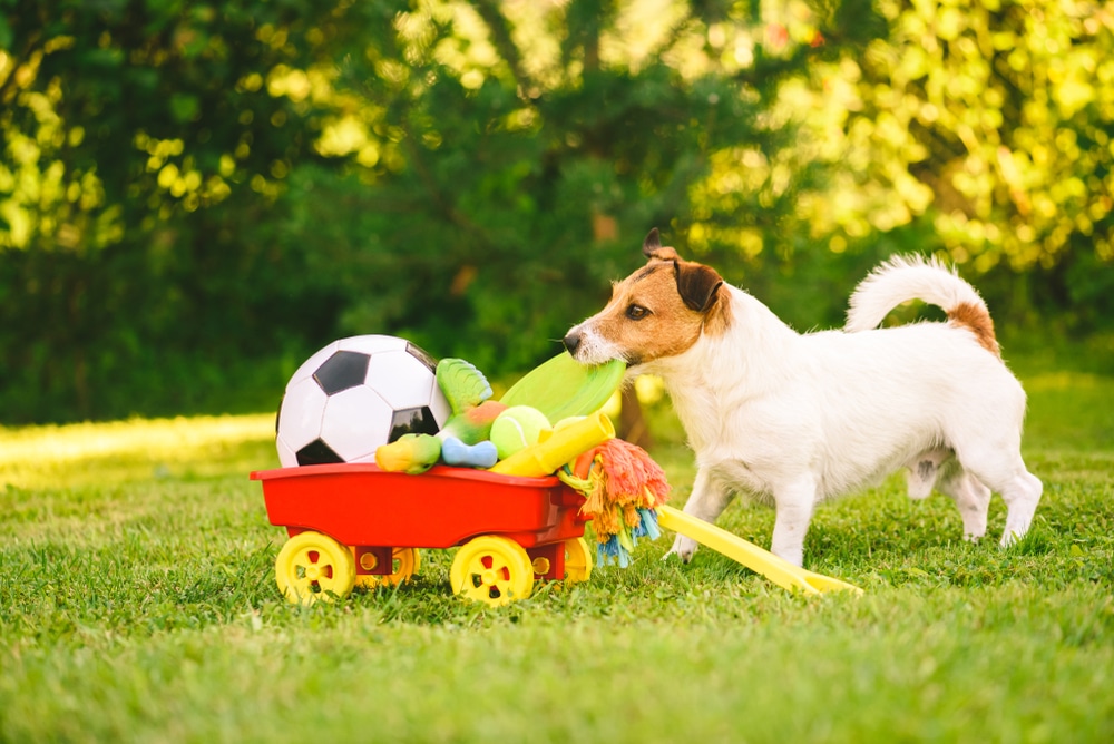 A small white and brown dog stands on grass beside a red toy wagon filled with a soccer ball, plush toys, and other colorful items, with green trees in the background.