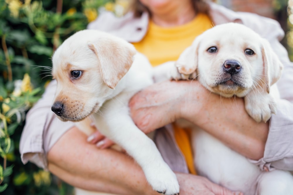 A person in a yellow shirt holds two light-colored Labrador Retriever puppies, one looking to the side and the other facing forward, with greenery in the background.