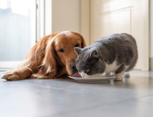The Benefits of Feeding Pets a Balanced, Species-Appropriate Diet