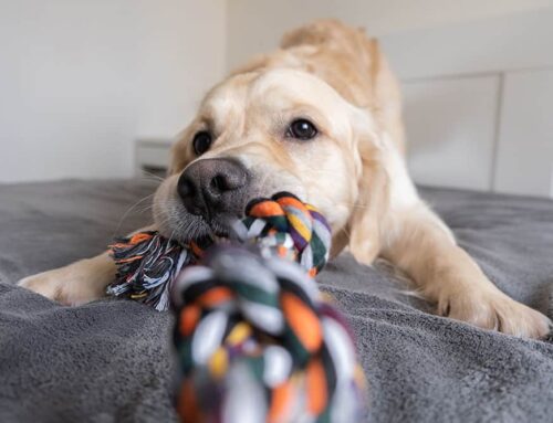 Enrichment Activities for Pets: Why Mental Stimulation is Just as Important as Physical Exercise