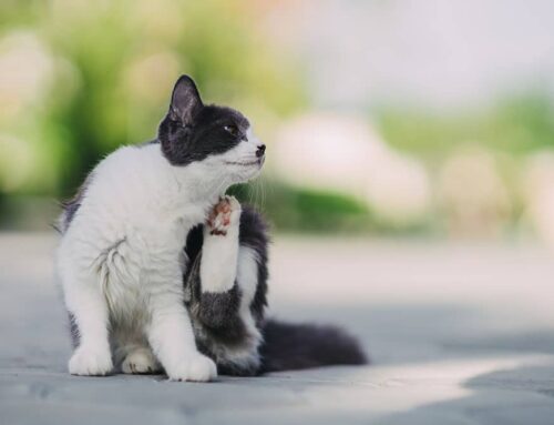 Seasonal Allergies: Helping Pets Cope During Allergy Season