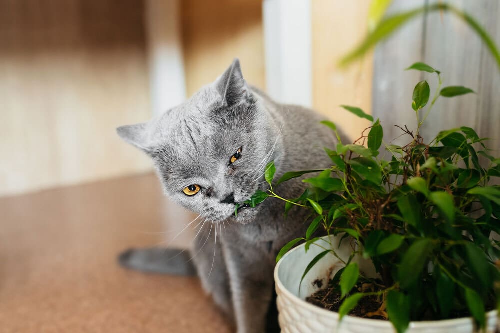 A gray cat with orange eyes sits indoors, nibbling on the leaves of a green potted plant placed on a countertop.