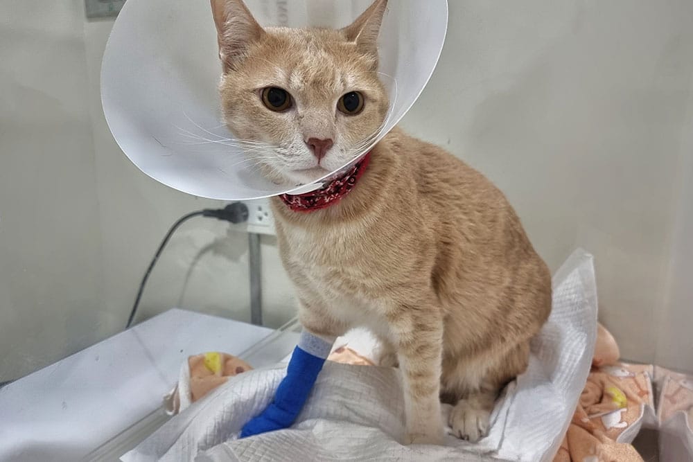 A light orange cat wearing a medical cone and a red collar sits on a towel. Its front leg is bandaged in blue, indicating an injury or surgery, inside what appears to be a veterinary clinic.