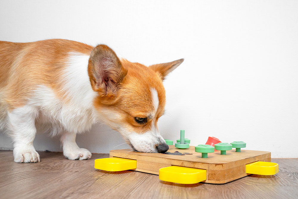 A brown and white corgi dog sniffs a wooden puzzle toy with green and yellow pieces on a wooden floor. The dog appears curious and engaged with the interactive game.