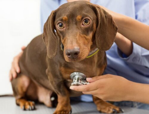 Common Breed-Related Diseases and Problems in Pets
