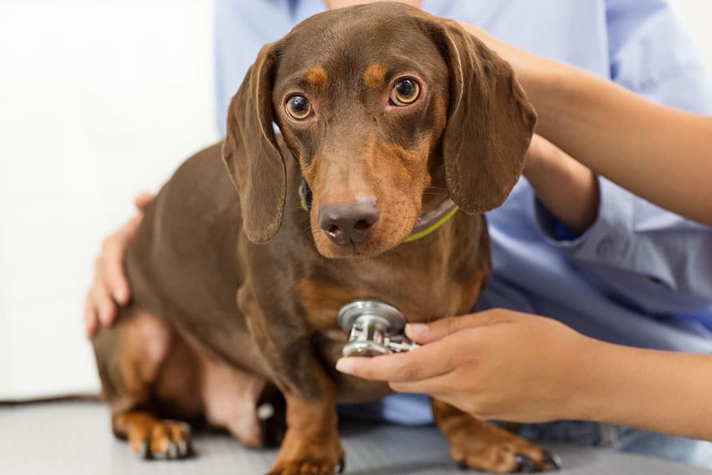 A brown dachshund is sitting on a table while a veterinarian holds a stethoscope to its chest. The dog looks alert, and another person is gently holding and comforting it.