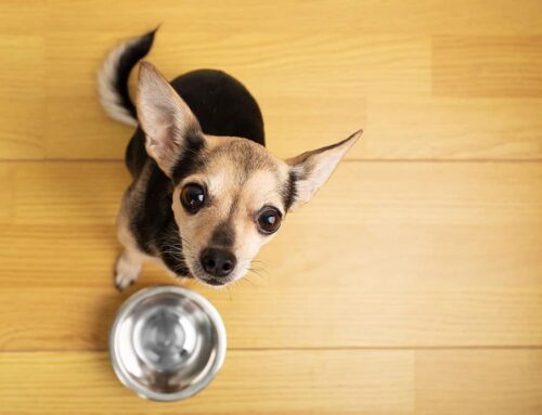 Is Your Dog Guarding Food or Toys? How to Address Resource Guarding