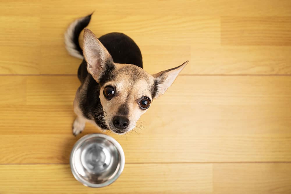A small tan and black dog with large ears looks up at the camera while sitting on a wooden floor next to an empty metal food bowl.