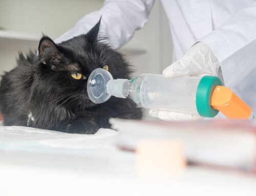 Why Does My Cat Spray? Causes and How to Address It