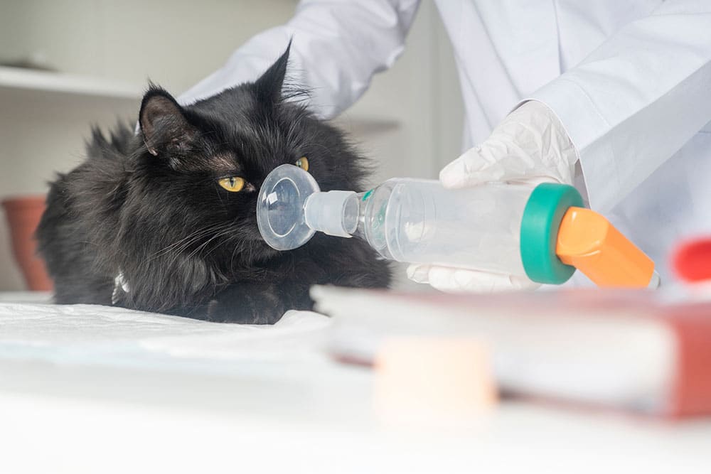 A black cat receives oxygen therapy through a mask held by a person wearing white gloves and a lab coat, likely a veterinarian, in a clinical setting.