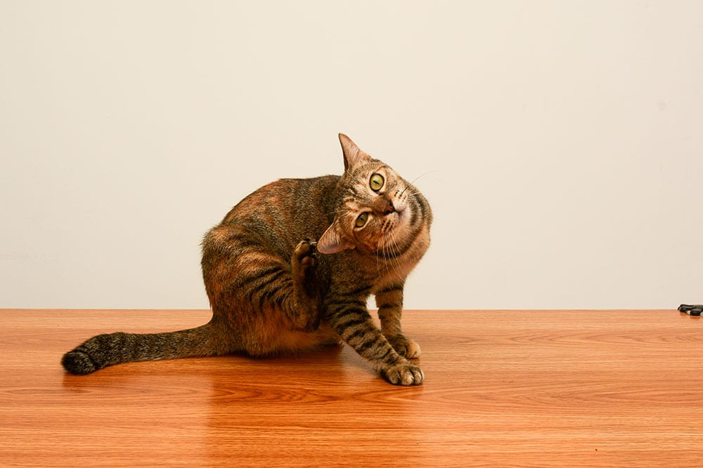 A tabby cat sits on a wooden surface, tilting its head and scratching behind its ear with a hind leg, against a plain light background.