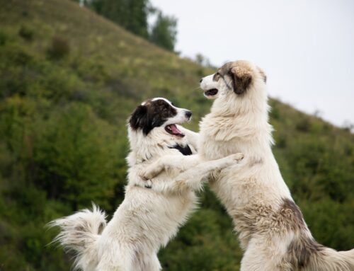 Winter Preparedness for Pets: Protecting Them from Cold Weather