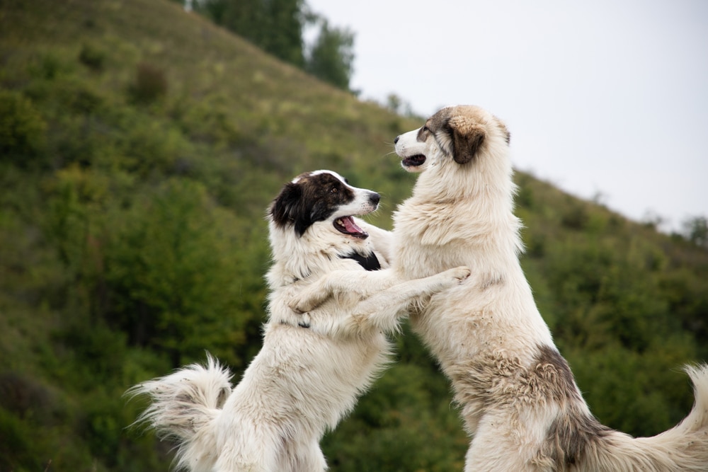 Two large, fluffy white dogs with dark markings playfully stand on their hind legs facing each other outdoors, with a grassy hill and green trees in the background.