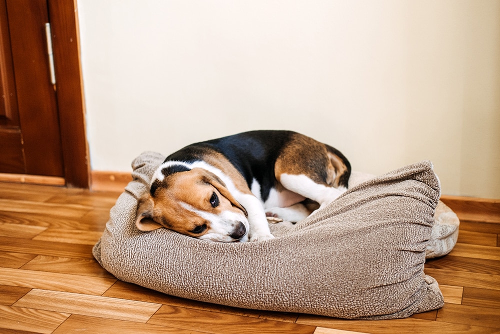 A tricolor beagle dog is lying on a brown, crumpled dog bed on a wooden floor, resting its head and looking toward the camera with a relaxed expression.
