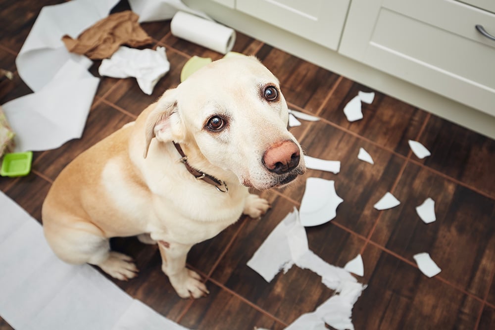 A yellow Labrador retriever sits on a kitchen floor covered in torn paper towels and broken dishes, looking up with a guilty expression.