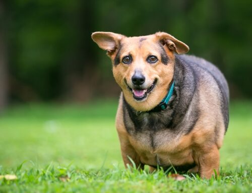 Pet Obesity Awareness and Management Strategies