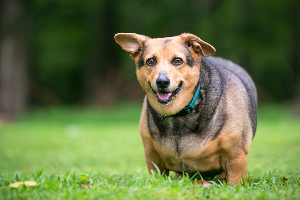 A chubby dog with brown and black fur, wearing a green collar, stands on green grass with its tongue slightly out and one ear flopped, against a blurred outdoor background.