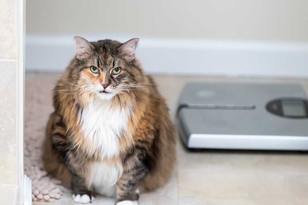 A fluffy, brown, black, and white cat with green eyes sits on a tile floor next to a gray digital bathroom scale, looking directly at the camera.