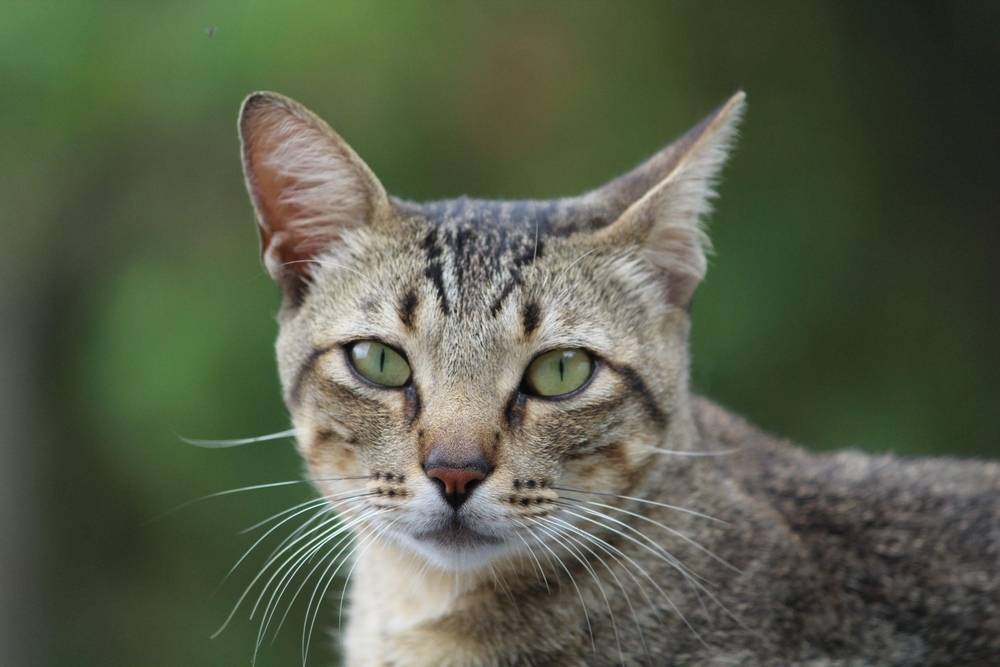 Close-up of a tabby cat with green eyes, pointed ears, and prominent whiskers, looking directly at the camera. The background is blurred and green.