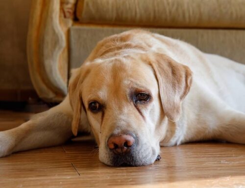 Tear and Saliva Staining