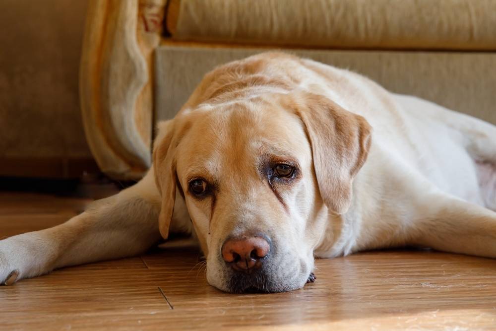 A yellow Labrador retriever lies on a wooden floor with its head resting down, looking up with a calm, gentle expression. A beige sofa is visible in the background.