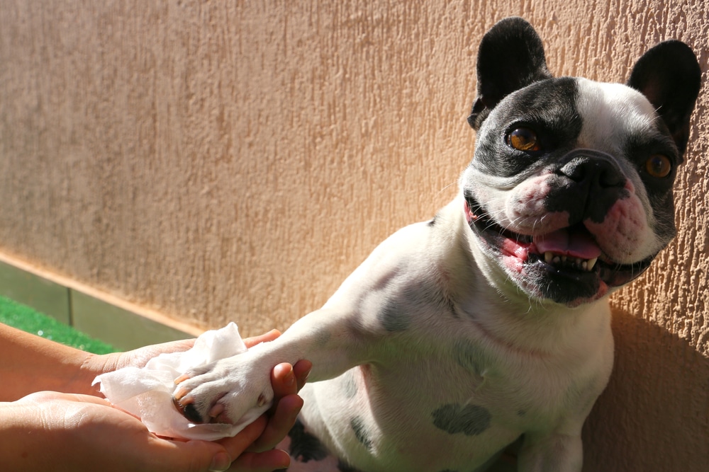 A smiling French Bulldog sits against a wall while a person gently cleans its paw with a white tissue in bright sunlight.