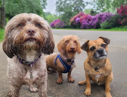 How to Spot (and Prevent) Overstimulation in Social Dogs