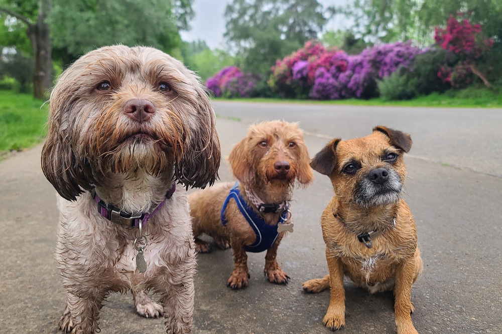 Three small, wet dogs sit on a path in a park, looking at the camera. The background features green trees and bushes with vibrant purple flowers. The dogs appear alert and curious.