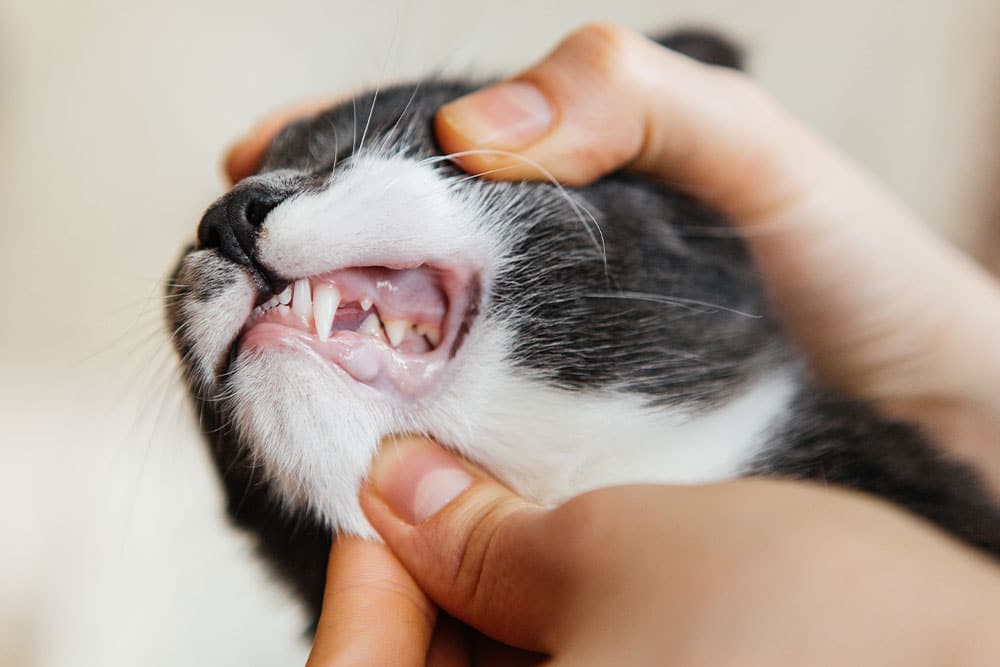 A close-up of a person gently holding a black and white cat's head and opening its mouth to show its teeth and gums.