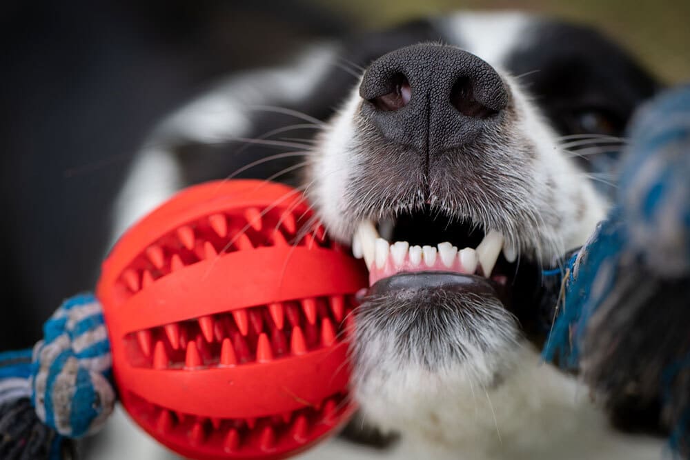 Close-up of a dog’s nose and mouth as it bites down on a red textured ball attached to a blue rope, showing its white teeth and playful expression.