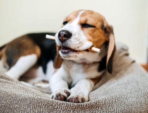 Dental Home Care That Works: Brushes, Wipes, and Gels