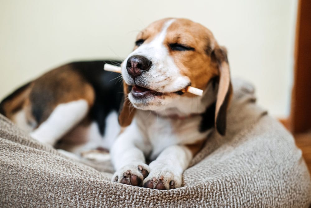 A beagle dog lying on a soft bed with its eyes closed, appearing to smile while holding a stick in its mouth.