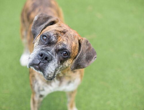 A Day in the Life of a Doggy Daycare Pup