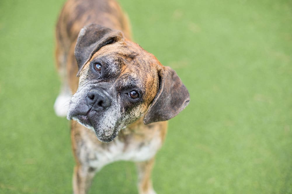 A brown and white brindle dog with floppy ears tilts its head to the side while standing on green grass, looking curiously at the camera.