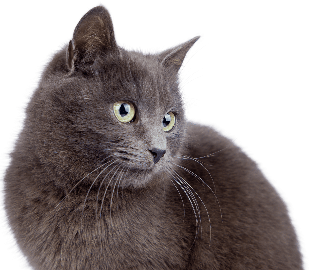 cute gray cat with head turned to the side