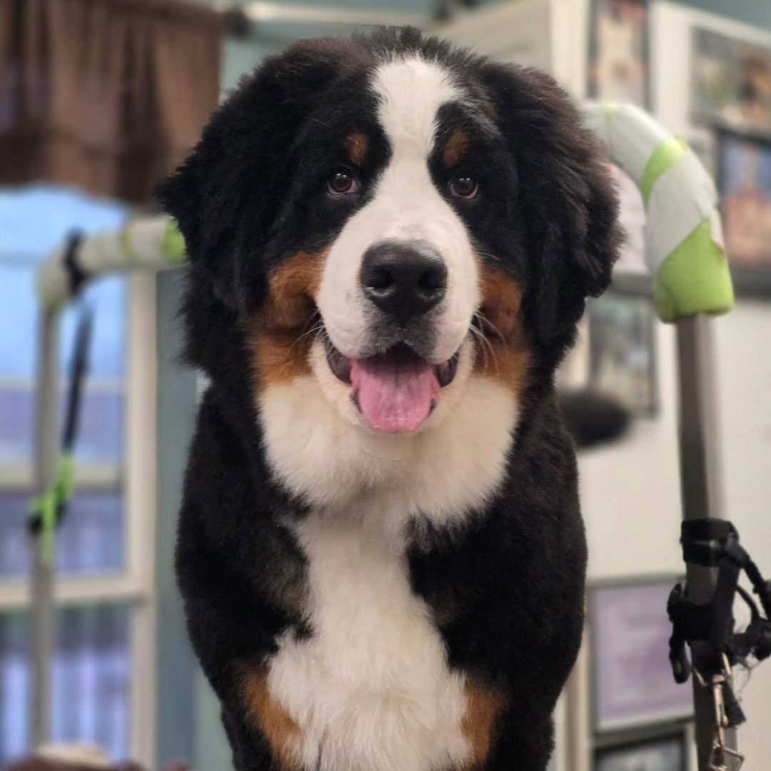 Bernese Mountain Dog