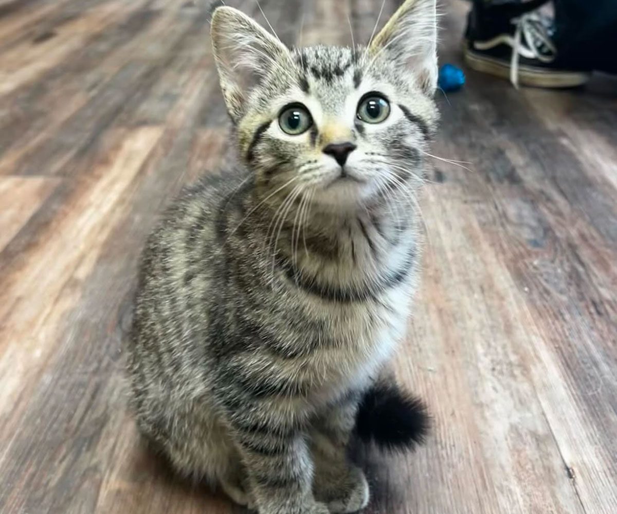 Cute Brown Kitten