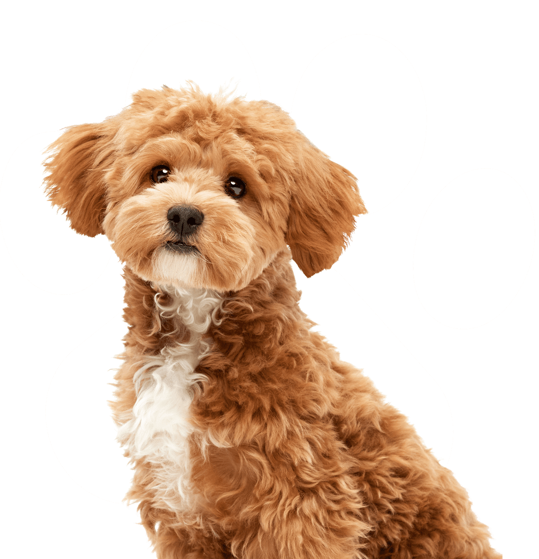 cute small brown poodle dog
