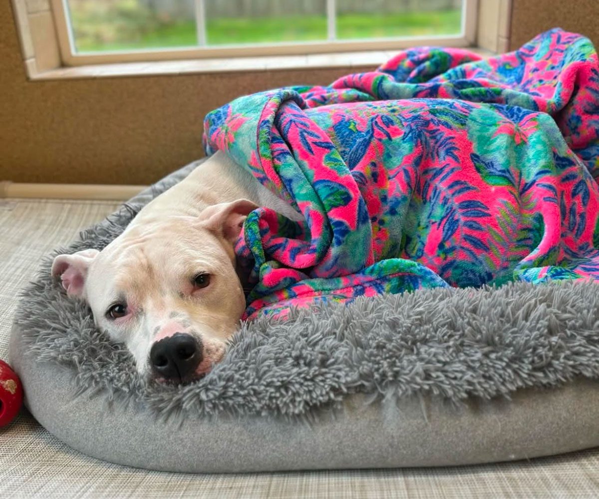 Dog Laying In Bed