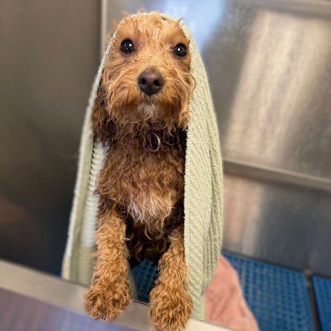 Doodle dog being dried with a towel after a bath