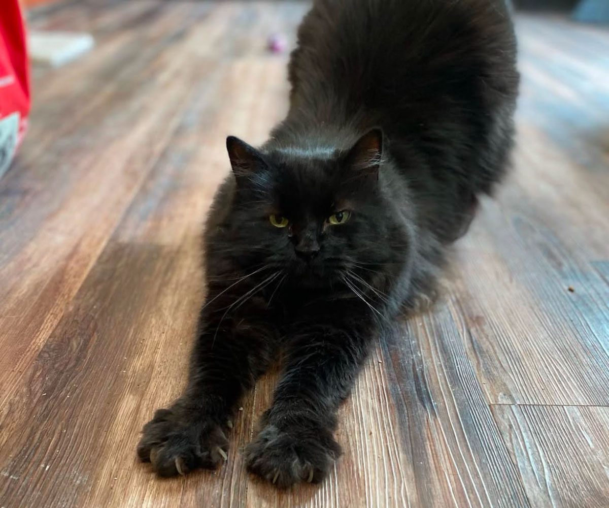 Fluffy Black Cat