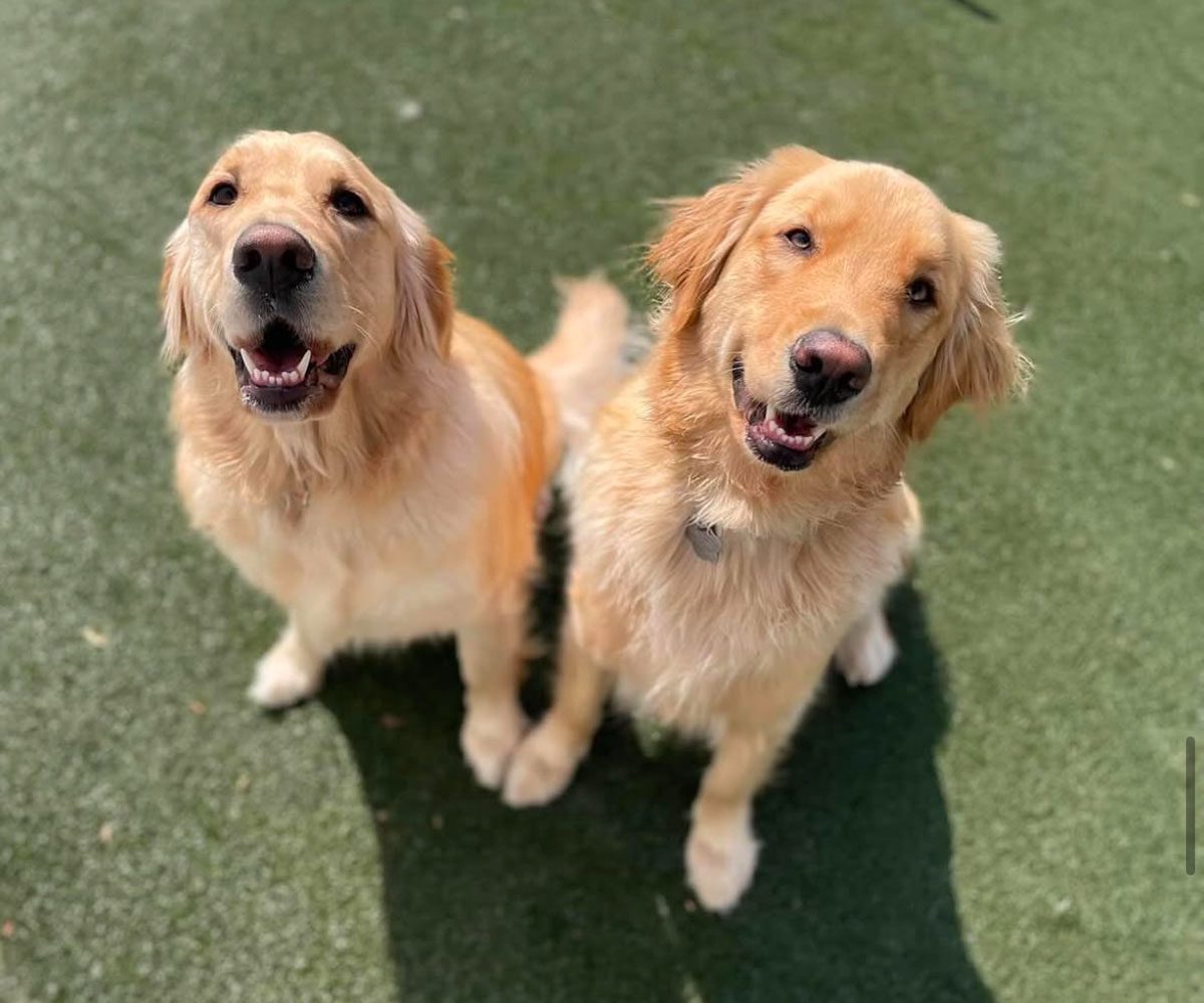 two happy Golden Retrievers looking up at the camera