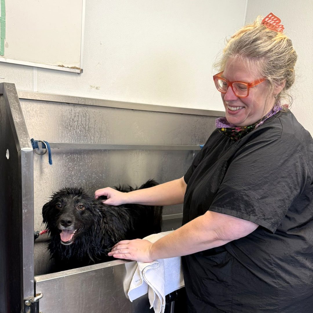 dog groomer giving a black dog a bath