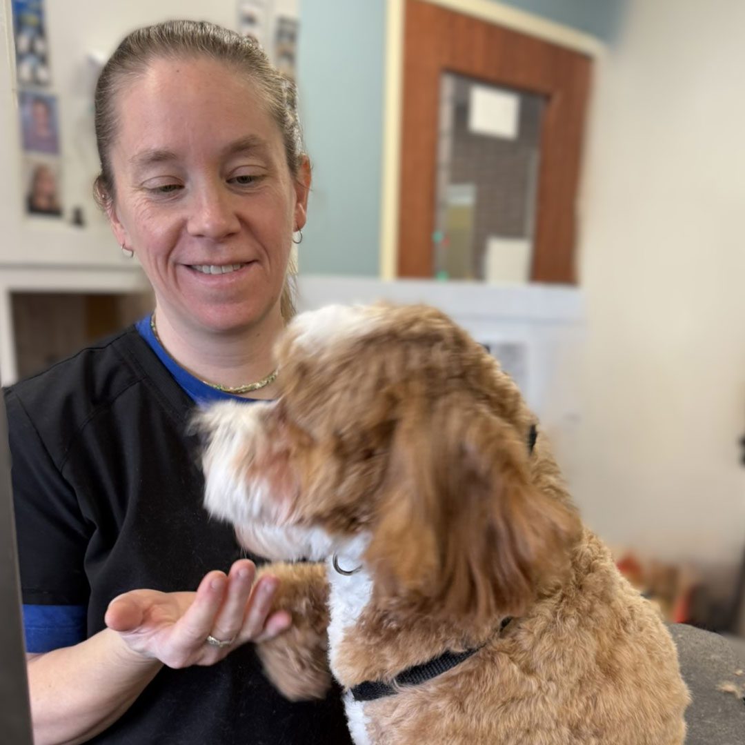 dog groomer with a small tan dog